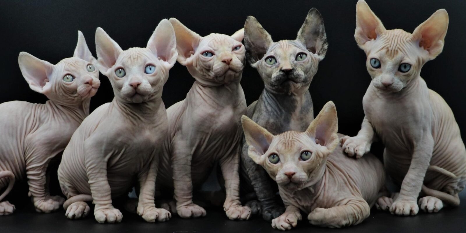 Chats du Sphynx Club